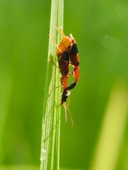 Two beetles mating on a blade of green grass