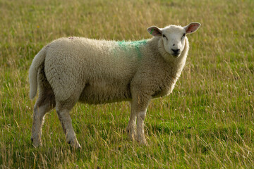 Long haired sheep with copper bell in herd on pasture. The sheep in the meadows. Sheep pasture on an farm, close up. Sheep eating grass on a field. Sheeps grazing.