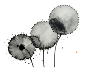 Dandelion seed heads isolated on transparent background