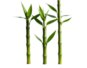 Lucky bamboo stalks isolated on transparent background