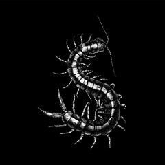 Detailed black and white illustration of a centipede with segmented body and multiple legs, isolated on a white background. Perfect for educational, scientific, and artistic use