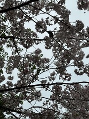 Bird in Cherry Blossom Tree in Spring