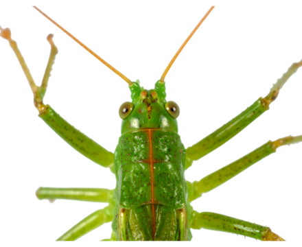 Green grasshopper close up isolated on transparent background