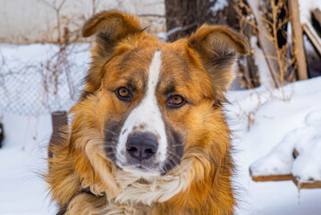 Black and Red Dog Lying in the Snow. High quality photo