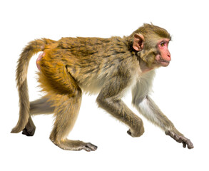 Monkey isolated on transparent background