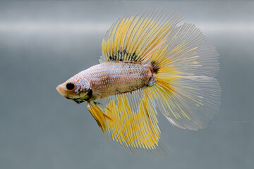 Betta fish male Fancy Yellow Mustard Double tails from Thailand, Siamese fighting fish isolated in...