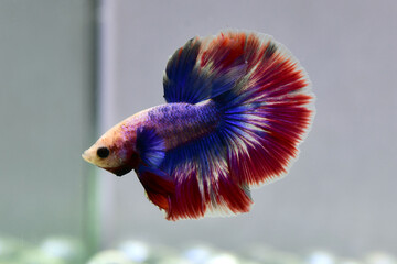 Betta fish male Fancy Red Blue Halfmoon long tails from Thailand, Siamese fighting fish isolated in...