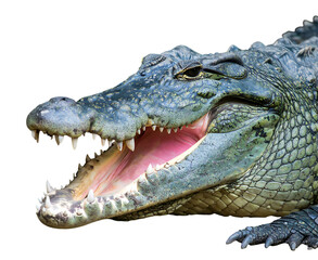 Obraz premium Crocodile mouth open isolated on transparent background