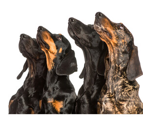 Dachshund dogs looking up isolated on transparent background