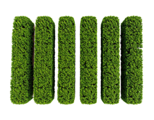 Isolated set of three tall and slender green hedge sections.
