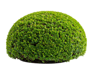 Isolated perfect dome-shaped green bush.