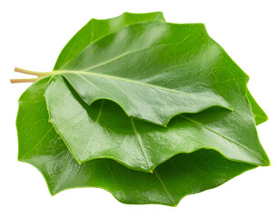 Fresh green leaf with a clean, simple texture.