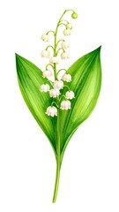 Lily of the valley illustration, white background