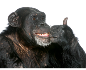 Chimpanzee licking its lips isolated on transparent background