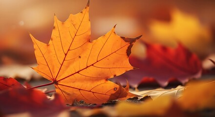 Autumn Maple Leaf Close Up.