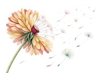 Gerbera daisy with dandelion seeds blowing away on black background