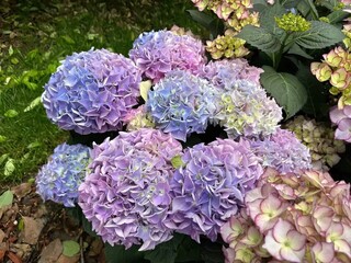 Fototapeta premium Multicolored hydrangeas with soft pink edges along English garden path, green grass and foliage background, intricate floral patterns showcasing natural beauty and elegance.