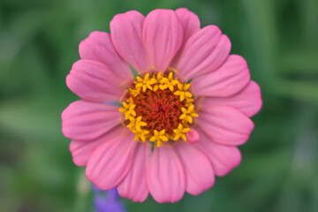 Obraz premium close up of a pink flower