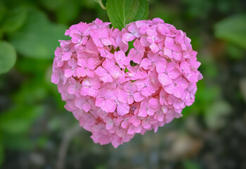 Obraz premium pink hydrangea flower
