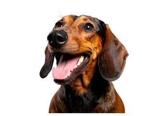 Happy dachshund dog portrait isolated on transparent background