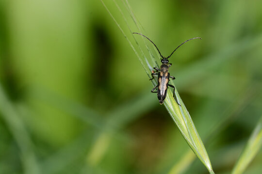 Anoplodera sexguttata | Lepture &agrave; six taches