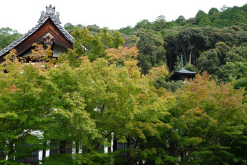 秋の気配が感じられる京都の寺院の庭園