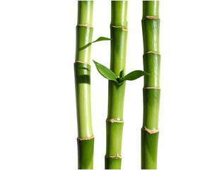 Fototapeta premium Green bamboo stalks isolated on transparent background