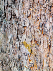 Close-up texture of tree bark showing natural cracks, rough surface, and earthy tones with moss detail. Organic wood pattern ideal for background, nature design, and rustic environmental themes.