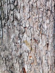 Close-up texture of tree bark showing natural cracks, rough surface, and earthy tones with moss detail. Organic wood pattern ideal for background, nature design, and rustic environmental themes.