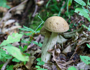 A couple in the forest: two young bolete mushrooms grow side by side among fallen leaves and green plants. This natural scene conveys a sense of peace and harmony, showcasing the wild life of flora.