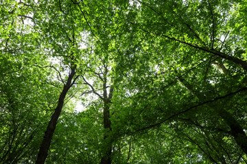 ​A look upwards: dense green tree crowns form a natural canopy, through which sunlight breaks through. This angle conveys the majesty and power of the forest, providing a sense of peace and freshness.