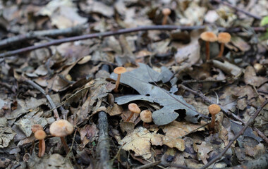 Scattered across the forest floor: a group of small wild mushrooms sprouts among fallen leaves and twigs, showcasing the rich biodiversity of the woodland ground. 