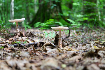 The leaf-strewn forest floor becomes home to two delicate mushrooms. They stand out with their light-colored caps and stems, adding a wonderful accent to the forest scene where light filters through t