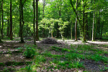 A sunny day in a deciduous forest, where rays of light pierce through the tree crowns and illuminate the forest floor. The shot conveys an atmosphere of peace, freshness, and mystery.