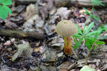 A close-up of a forest mushroom with a brown cap and a yellow-brown stem, growing against a backdrop of fallen leaves. The photo emphasizes the details of the fungal flora