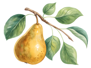 Ripe yellow pear hanging on a branch with green leaves