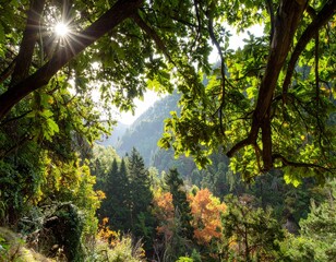 Obraz premium Low-angle shot of sun shining through lush green leaves, revealing an autumnal forest valley with warm, golden light.