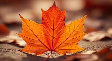 Autumn Maple Leaf Closeup.