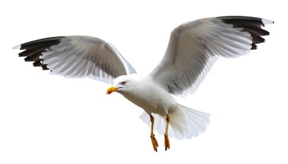 Obraz premium Seagull in Flight, White Background