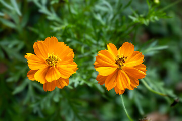 Two bright orange Cosmos sulphureus flowers with delicate petals and yellow centers bloom against a soft-focus green background
