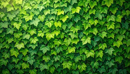 Obraz premium Lush green ivy wall covering a vertical surface
