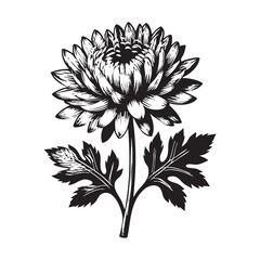 Chrysanthemum flower vector illustration: black and white floral design eps silhouette