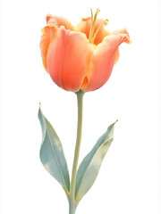 Naklejka premium Close-up of Elegant Pink Tulip Flower on White Background