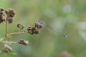 Ischnura elegans | Ischnure élégante