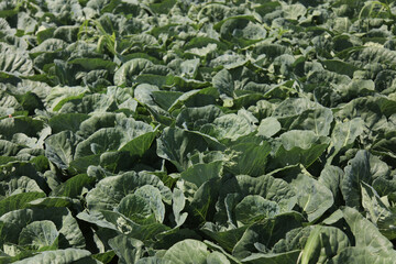 風に揺れるキャベツ畑
