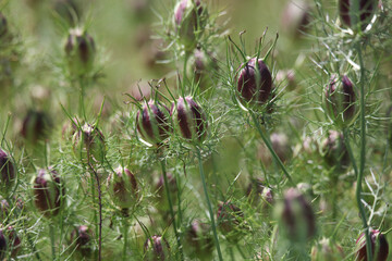 風に揺れるニゲラ