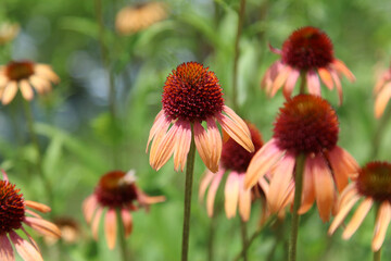 風に揺れるエキナセア