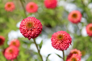 	風に揺れるエキナセア