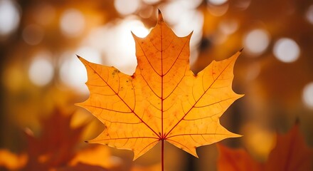 Fototapeta premium Autumn Maple Leaf Close Up.