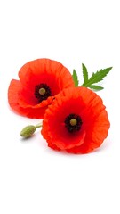 Two Red Poppies on White Background